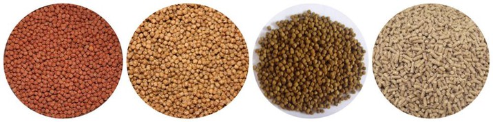 fish food 6 fish food 6